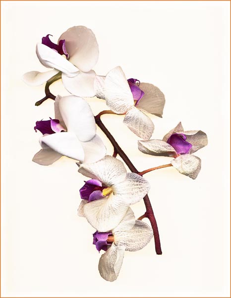 Dying Orchid - 2 final_1.jpg